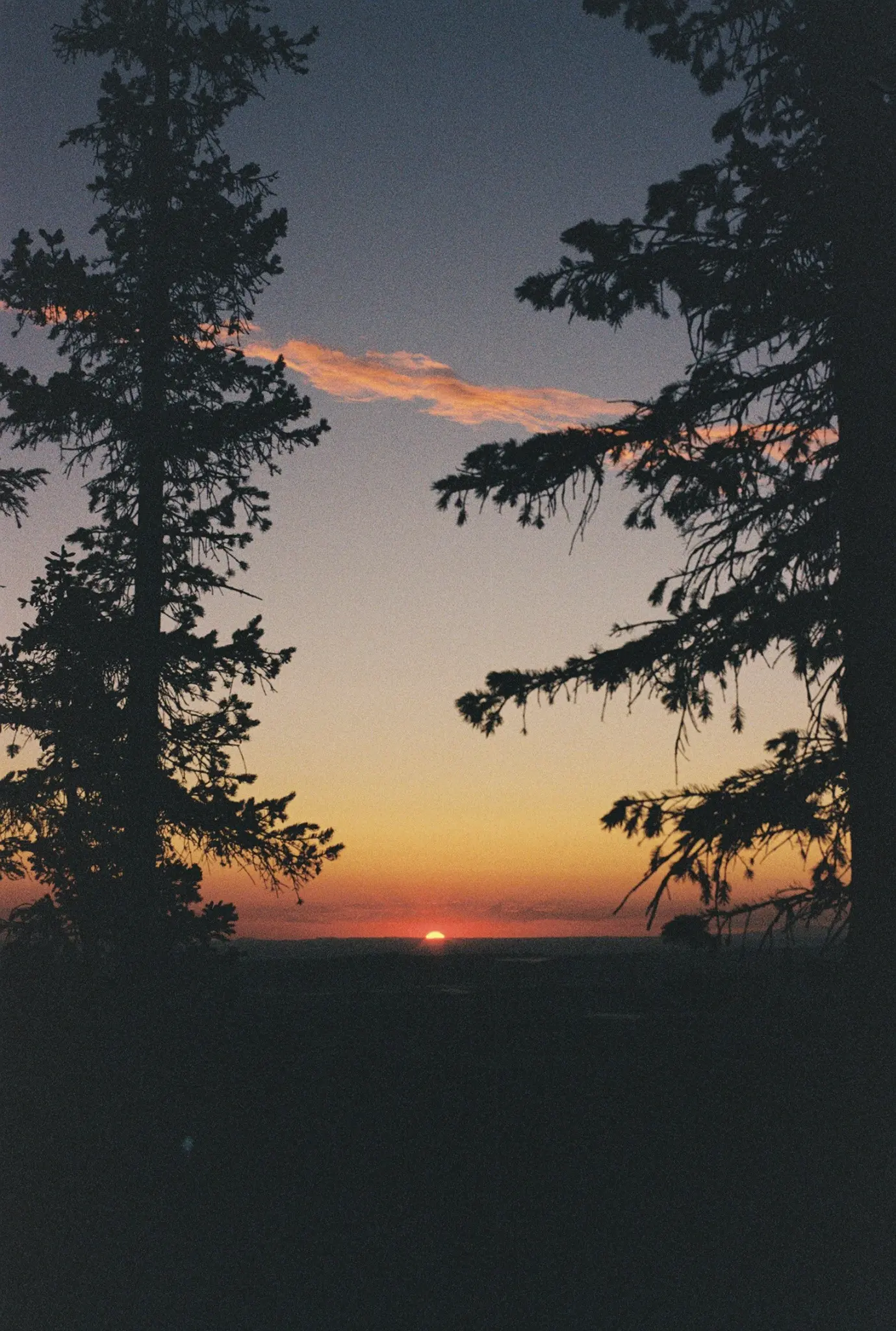 Sunset framed by pine trees, dedicated to Tyler, Tess, and Sydelia