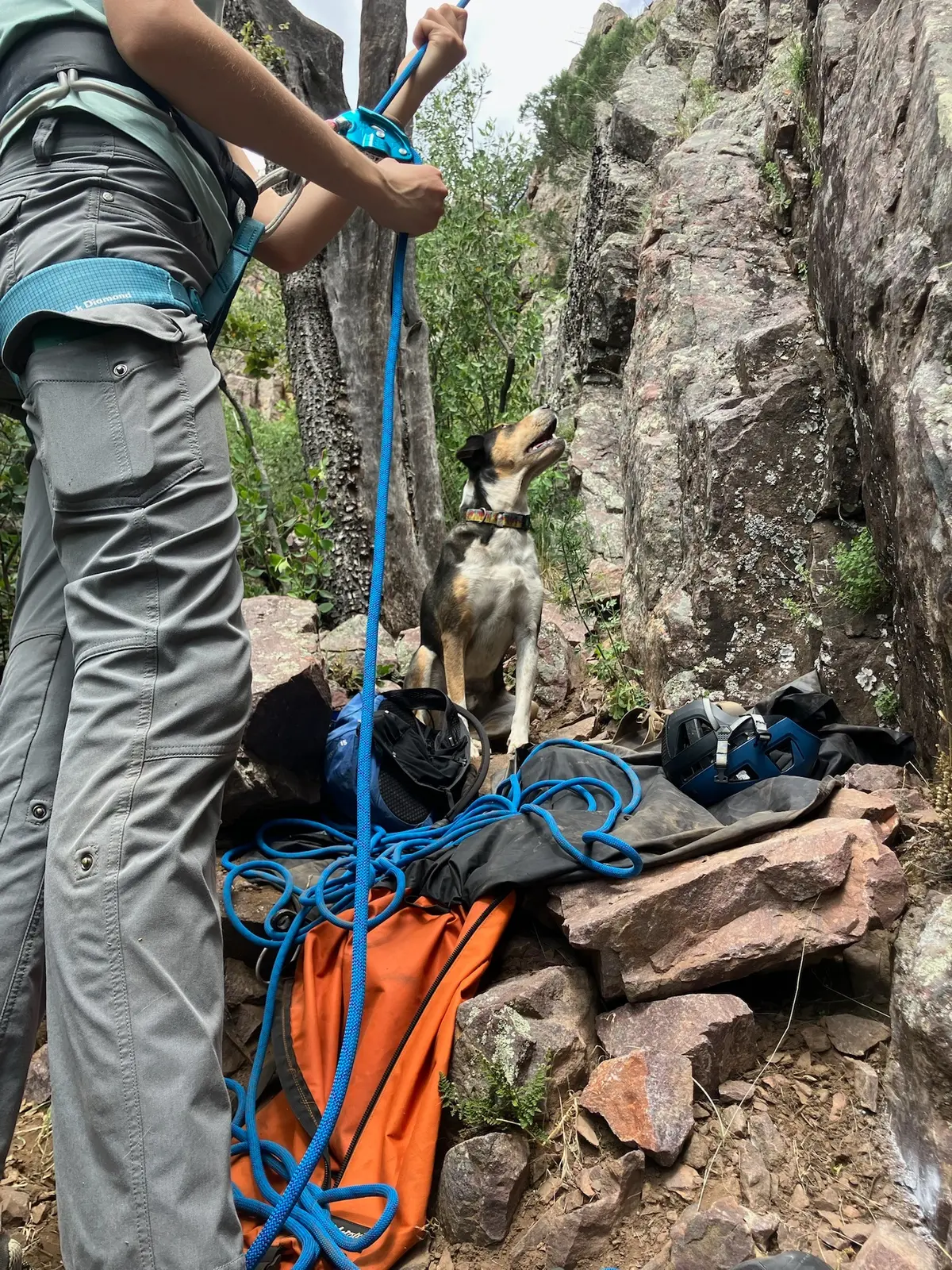 A climber managing a blue belay rope beside a dog at the crag